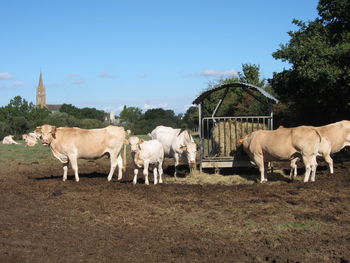 Horses standing in ranch against sky