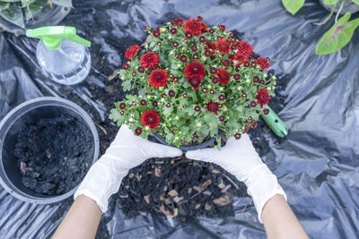 Close-up of hands holding green plant and flower pot above ground with gardening tools. 