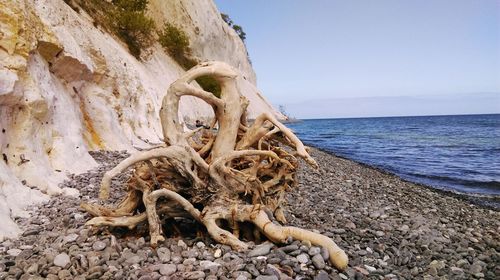 Driftwood on beach by sea against sky