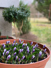 Close-up of purple flowering plant in basket