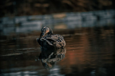 Duck swimming in a lake