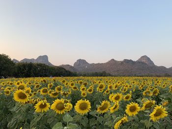 Scenic view of sunflower field against clear sky