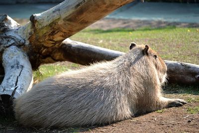 Close-up of giraffe lying on field