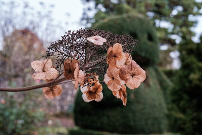 Close-up of dry plant