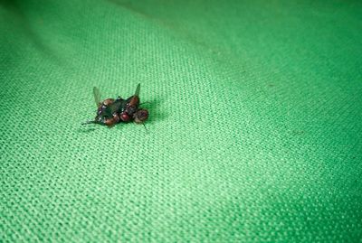 High angle view of insect on leaf