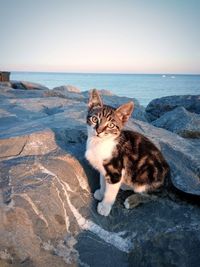 Portrait of cat sitting on beach against clear sky