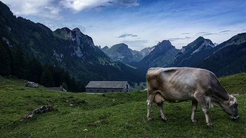 Side view of cow grazing on mountain against sky