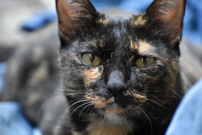Close-up portrait of cat at home