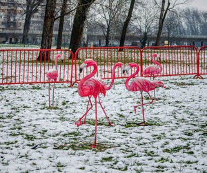 flamingo