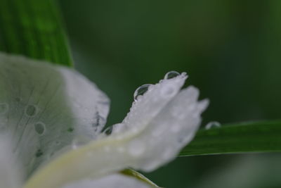 Close-up of wet flower on plant