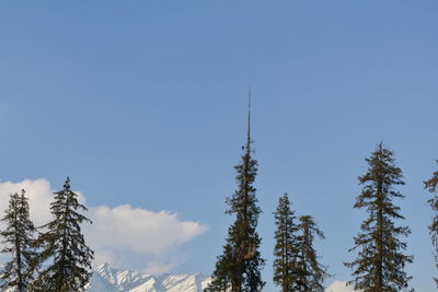 Low angle view of trees against sky during winter