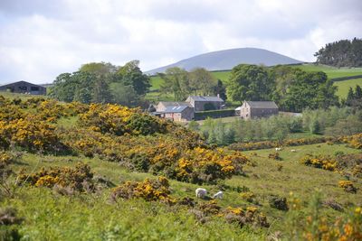 Scenic view of field by houses against sky