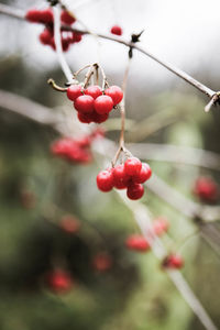 Close-up of red berries on twig