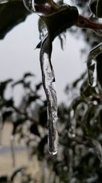 Close-up of icicles on tree