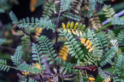 Green and yellow pinnate leaf ground shrub backdrop. shot in macro in natural daylight