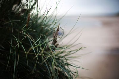 Close-up of succulent plant