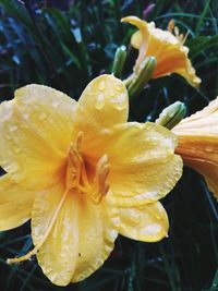 Close-up of wet yellow day lily blooming outdoors