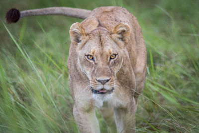 Portrait of lioness on land