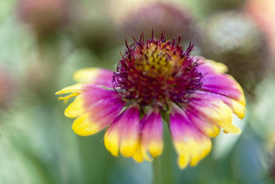 Close-up of flower blooming outdoors