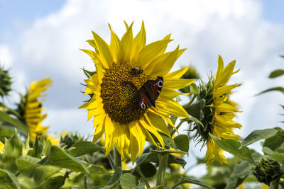 Close-up of bee pollinating on yellow flower against sky