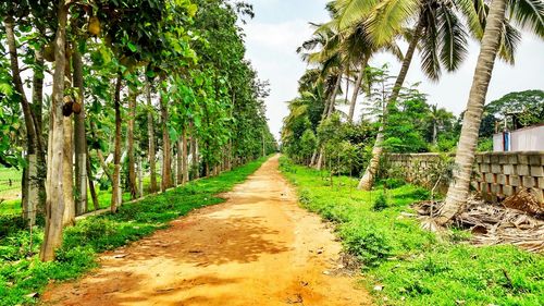 Road amidst palm trees against sky