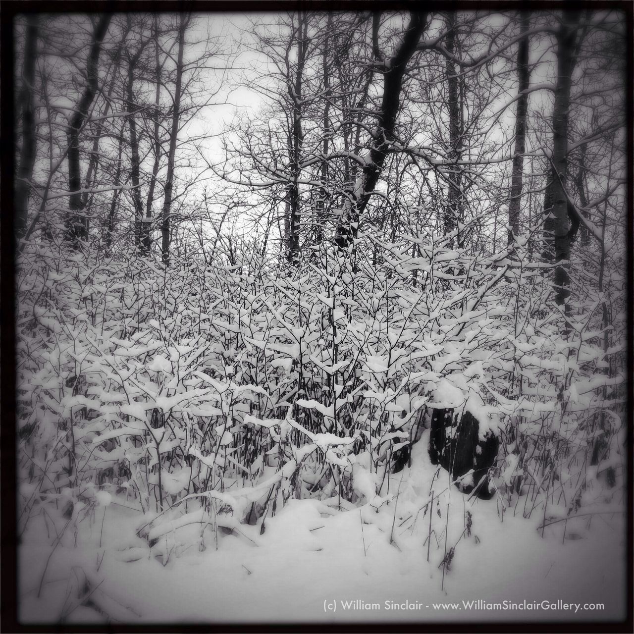 snow, winter, cold temperature, transfer print, season, tree, auto post production filter, weather, covering, tranquility, tranquil scene, nature, bare tree, frozen, landscape, scenics, beauty in nature, field, forest, covered