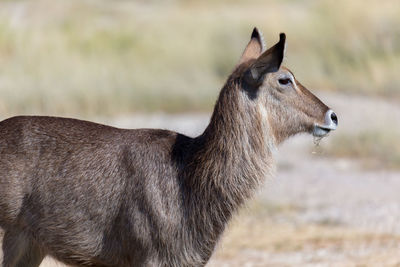 Side view of a horse on field