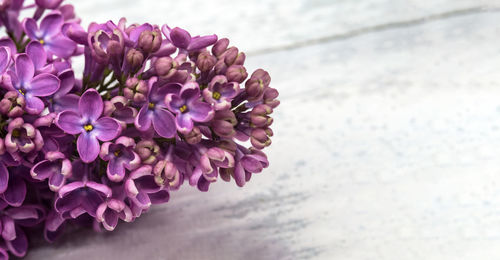 Close-up of purple flowering plant