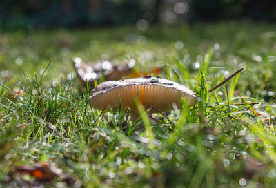 Close-up of mushroom growing on field