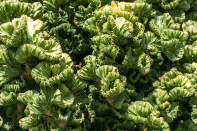 Full frame shot of fresh green plants