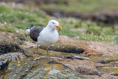 Close-up of seagull perching on rock