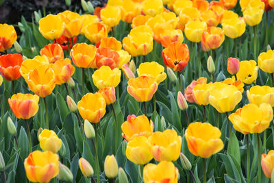 Close-up of yellow tulips in field