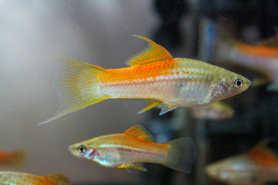 Fish swimming in sea