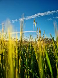 Close-up of wheat growing on field against sky