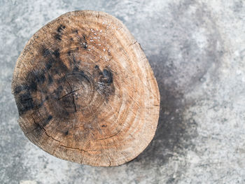 Close-up of tree stump