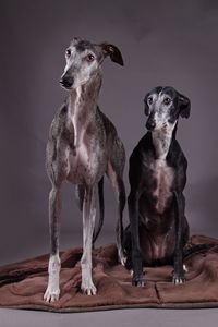 Portrait of a dog looking away