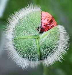 Close-up of green plant