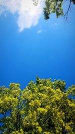 Low angle view of trees against blue sky