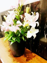 Close-up of flowers in vase