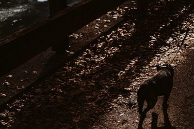 High angle view of horse on field