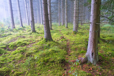 Pine trees in forest