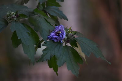 Close-up of purple flowering plant