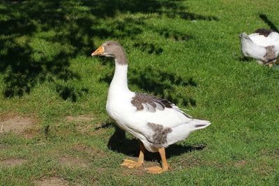 View of a bird on field