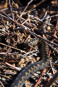 wildlife