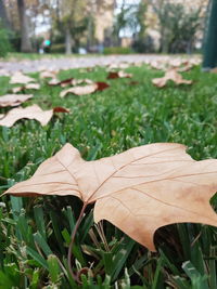 Close-up of dry leaves on field