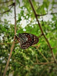 Close-up of butterfly on plant