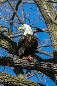 Low angle view of eagle perching on branch