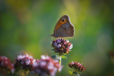 Close-up of butterfly pollinating on flower