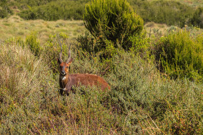 View of deer on grass