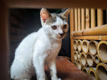 Portrait of cat sitting on chair